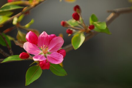 Pink flower nature landscape