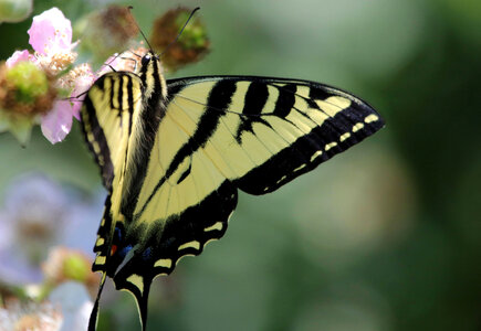 Western tiger swallowtail on flower photo
