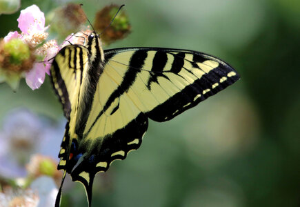 Western tiger swallowtail on flower