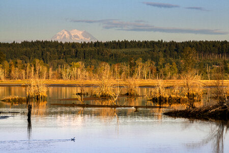 Wetland at Nisqually National Wildlife Refuge-1