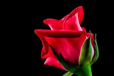 Flower blossom bloom