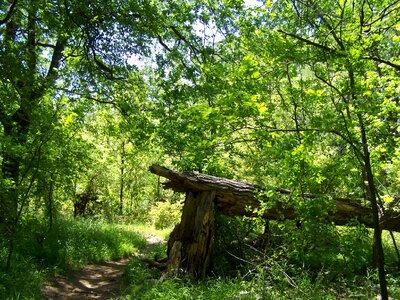 Tree fallen path photo