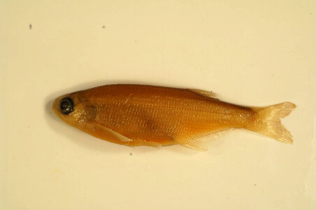 Hiodon alosoides