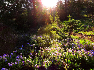 Sunlight shining through the trees and flowers photo