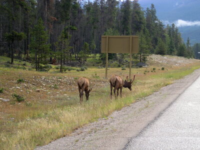 2 mule deer bucks grazing in tall grass with antlers in full summ photo