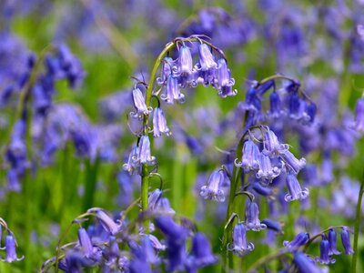 Spring blue flower photo