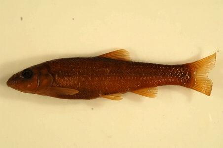 Nocomis micropogon-1