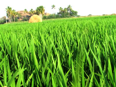 Crops greenery agriculture photo