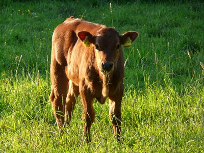 Bos primigenius taurus cattle livestock photo