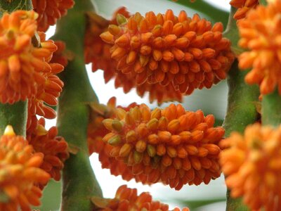 Seeds plant flower photo