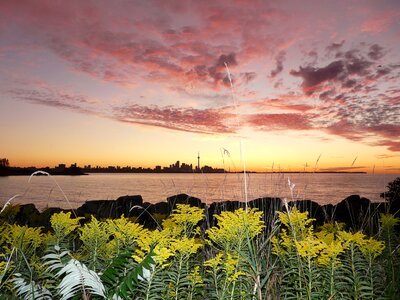 Skyline sunrise plants