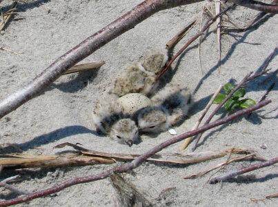Piping plover chicks photo