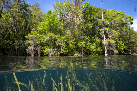 Bald cypress scenics in spring fed lake-1