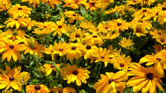 Summer flowers summer july