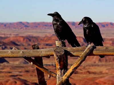 Bird black 