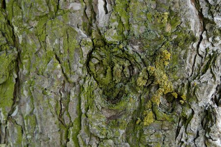 Old gnarled knothole