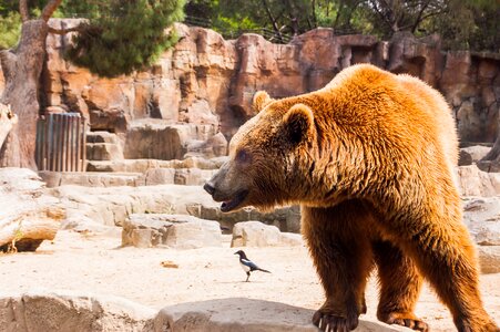 Animal nature animal world