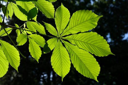 Shine through ordinary rosskastanie aesculus hippocastanum photo