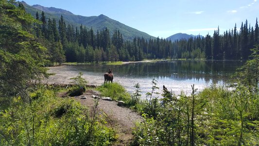 Animal lakeside wilderness photo