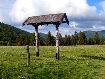 Forest trees field