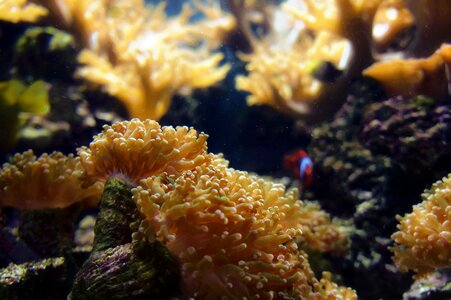 Underwater diving yellow photo