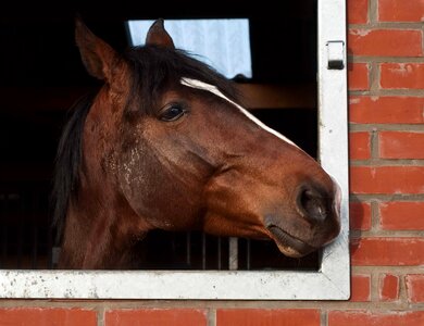 Animal barn cavalry photo