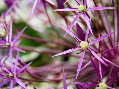 Part of the flower plant flower photo