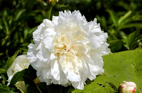 Beautiful Flowers bloom blooming