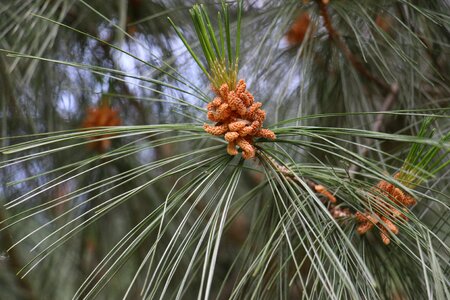 Needles shoots bud