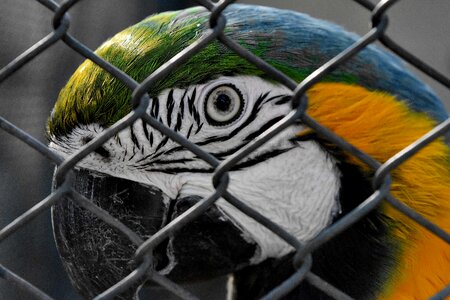 Animal parrot macaw photo