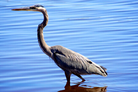 Great Blue Heron-1 photo