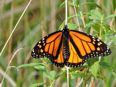 Monarch butterfly-1 photo