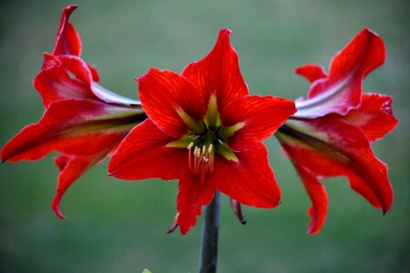 Red amaryllis petal