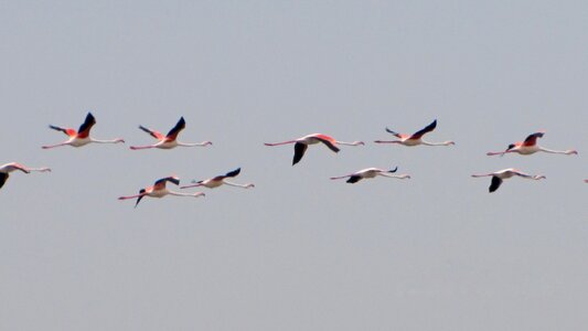 Water bird bird in flight photo