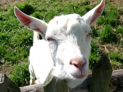 Goat animal mammal