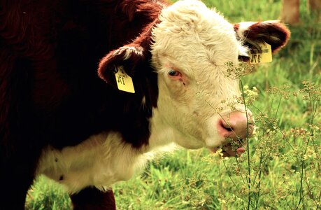 Animal cattle grazing