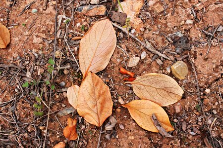 Dry autumn leaves loneliness photo