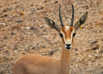 Gazelle staring at you photo