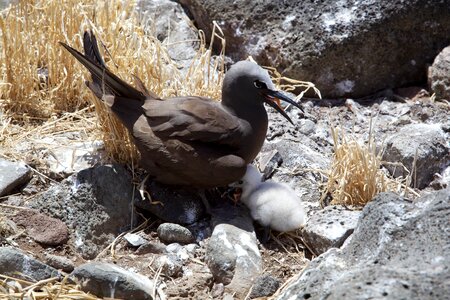 Bird brown nest photo