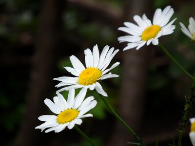 Petal daisy bloom