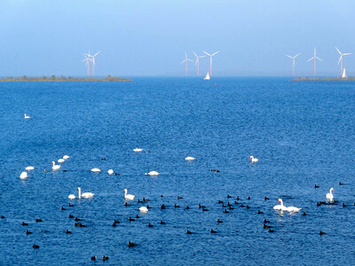wind energy by windmills near the sea photo
