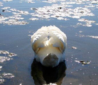 Nature animal white photo