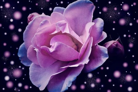 Blossom bloom fantasy
