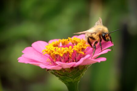 Insect macro close-up