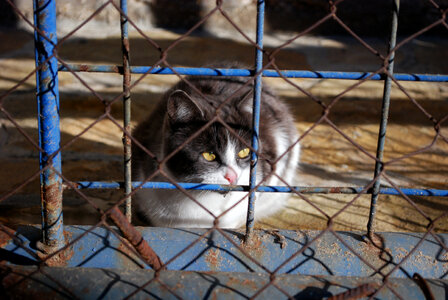 Bicolor Cat