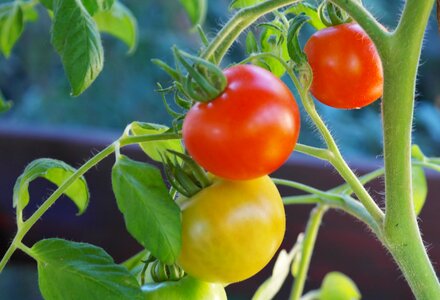 Tomato fruit nachtschattengewächs tomato breeding photo