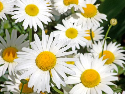 Petals daisy yellow photo