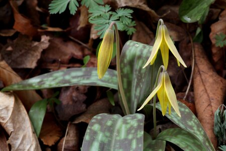 Blossoming flora lily