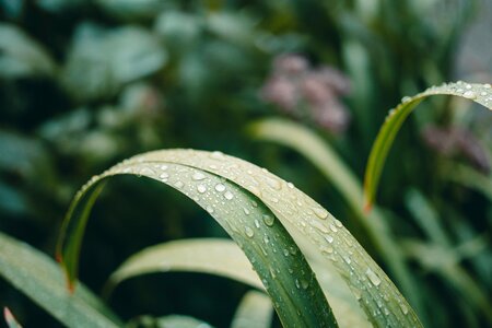 Rain Droplets on Plants photo