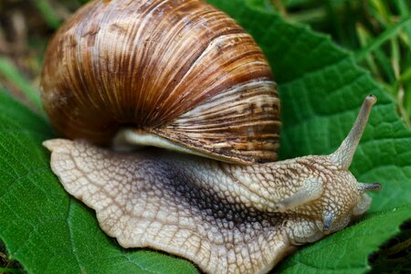 Animal beautiful photo fauna
